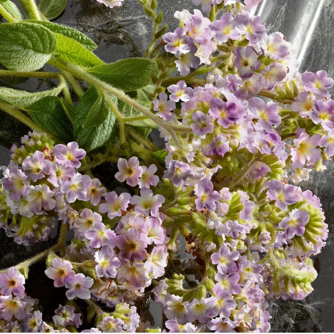 Dolce&Gabbana Q, Eau De Parfum Spray, For Women - 100 ml